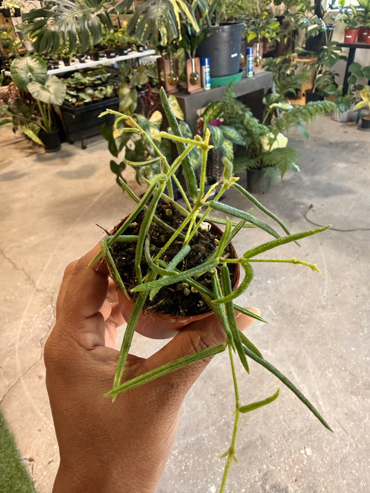 Hoya Linearis